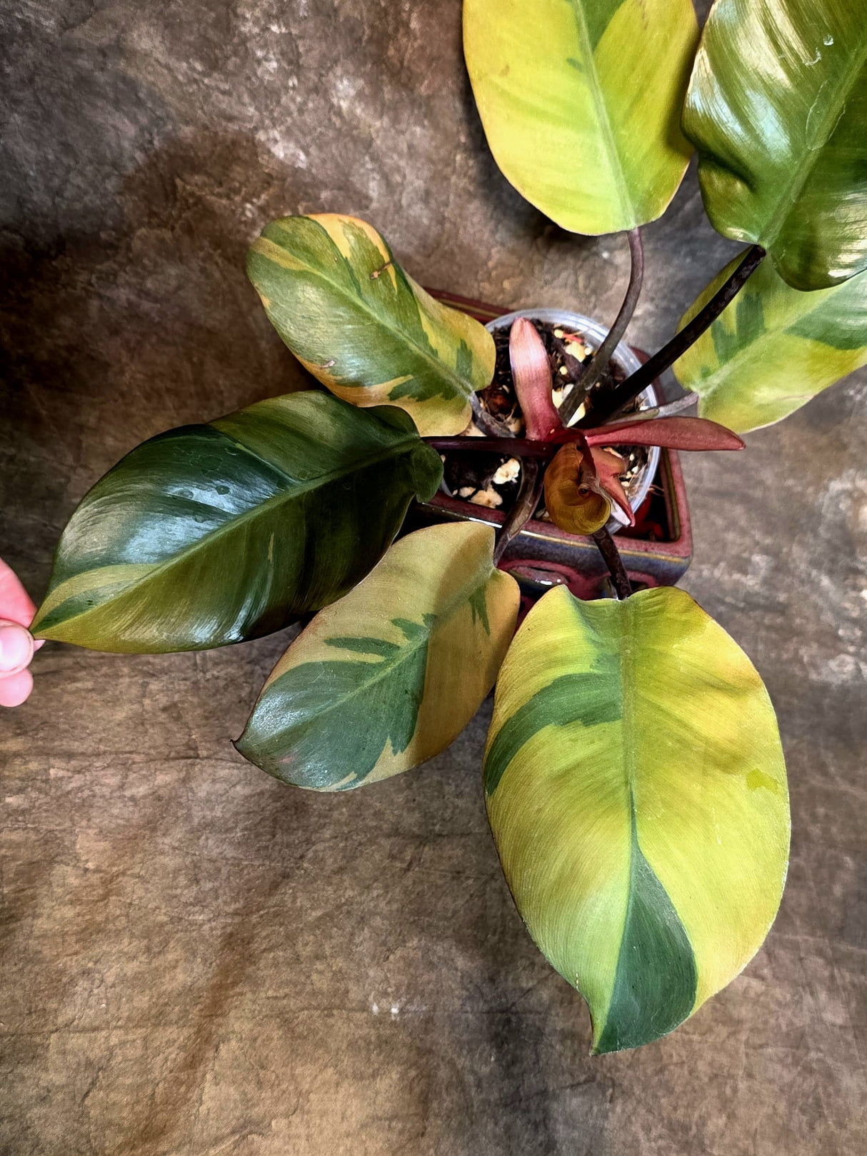 Variegated Black Cardinal Philodendron - Exact Plant - (July-14-13)