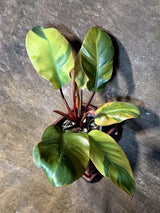 Variegated Black Cardinal Philodendron - Exact Plant - (July-14-13)