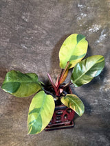 Variegated Black Cardinal Philodendron - Exact Plant - (July-14-13)