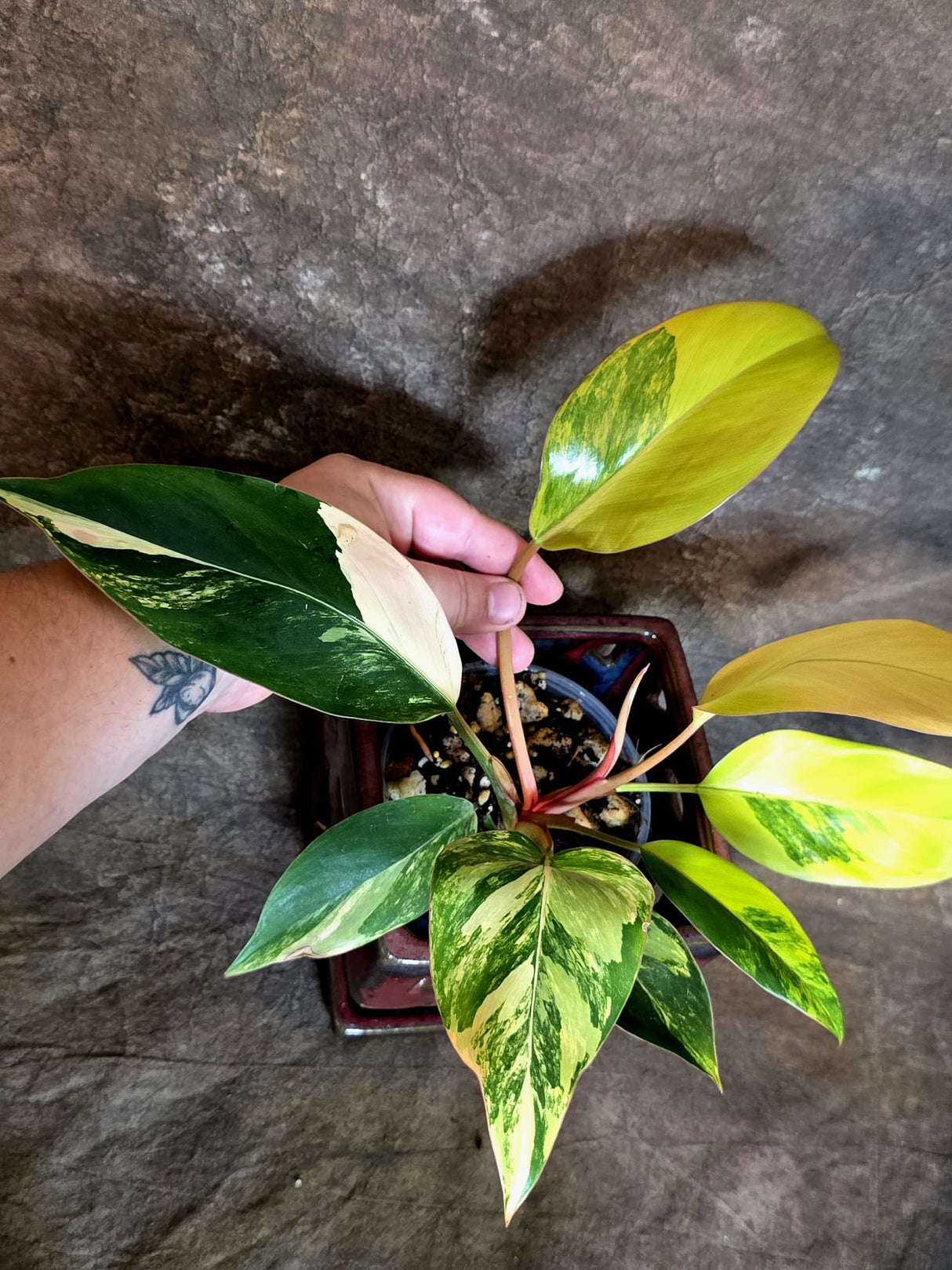 Philodendron Yellow Congo Variegated - EXACT Plant - (July-14-16)