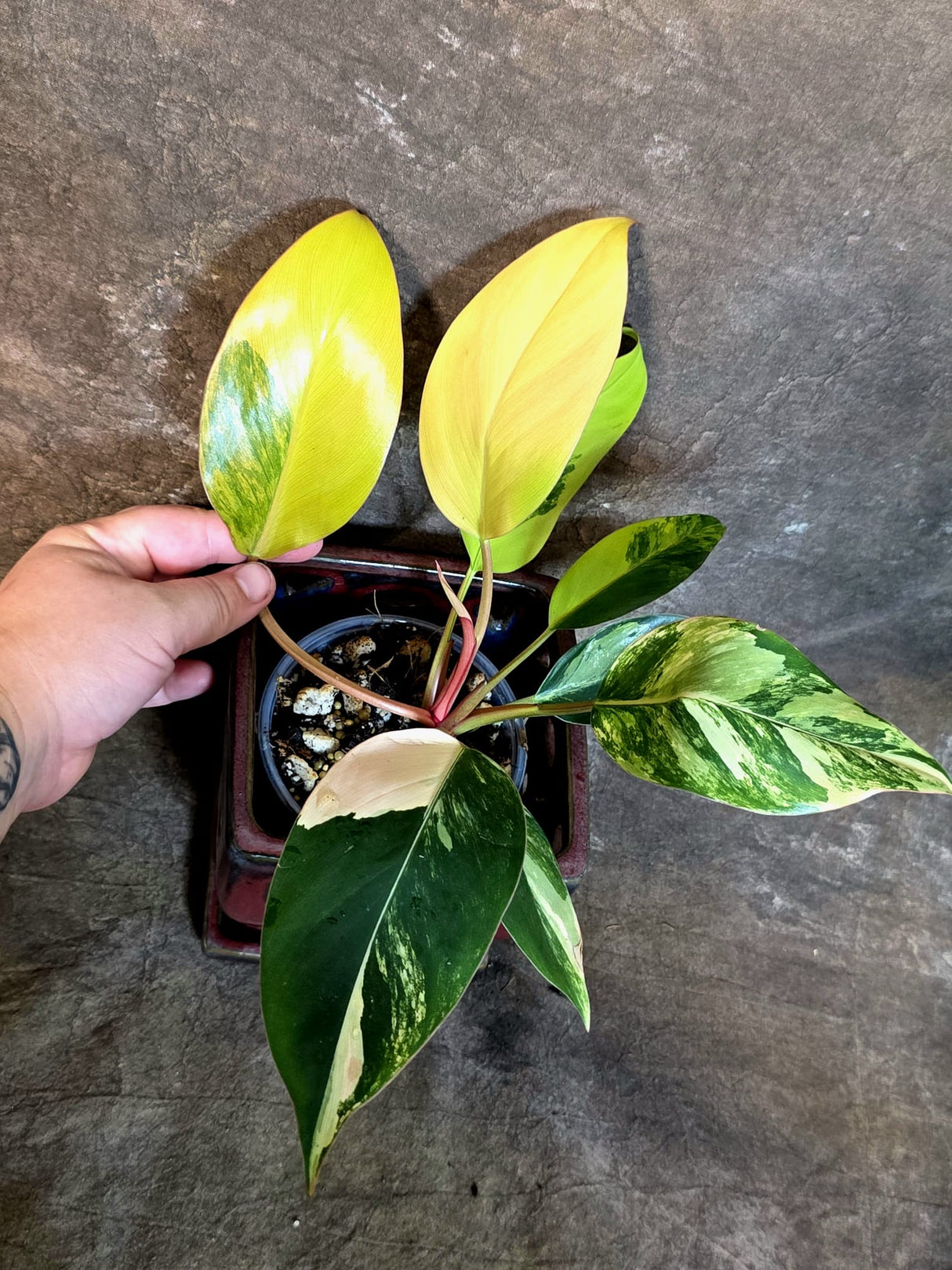 Philodendron Yellow Congo Variegated - EXACT Plant - (July-14-16)
