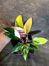 Philodendron Yellow Congo Variegated - EXACT Plant - (July-14-16)