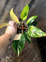 Philodendron Yellow Congo Variegated - EXACT Plant - (July-14-16)
