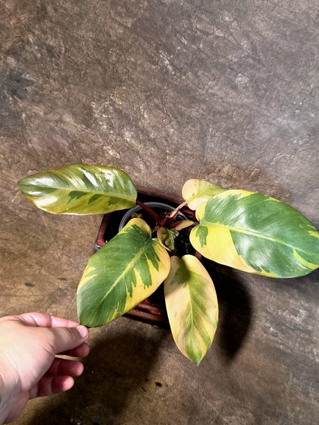Variegated Black Cardinal Philodendron - Exact Plant - (July-14-19)