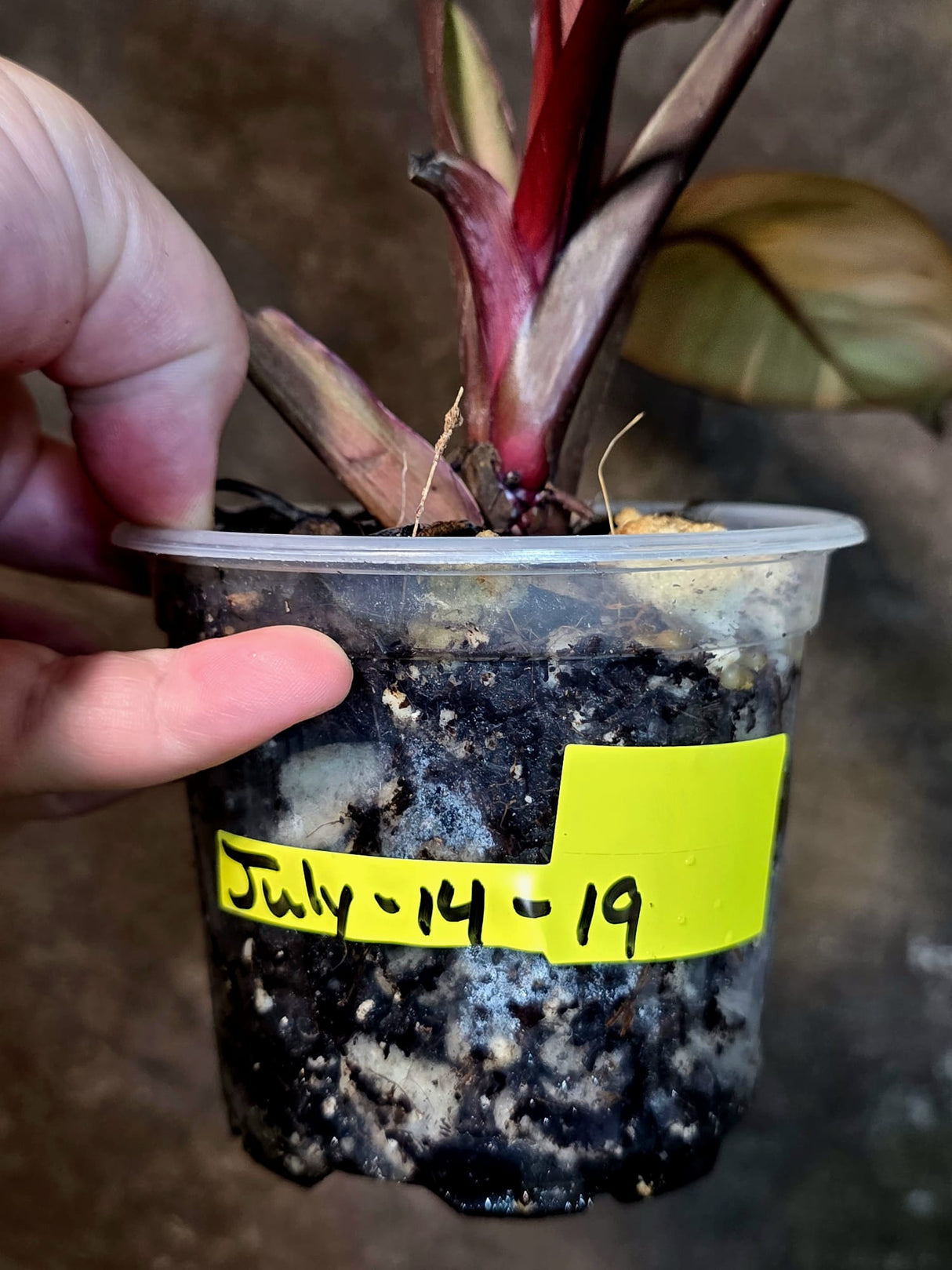 Variegated Black Cardinal Philodendron - Exact Plant - (July-14-19)