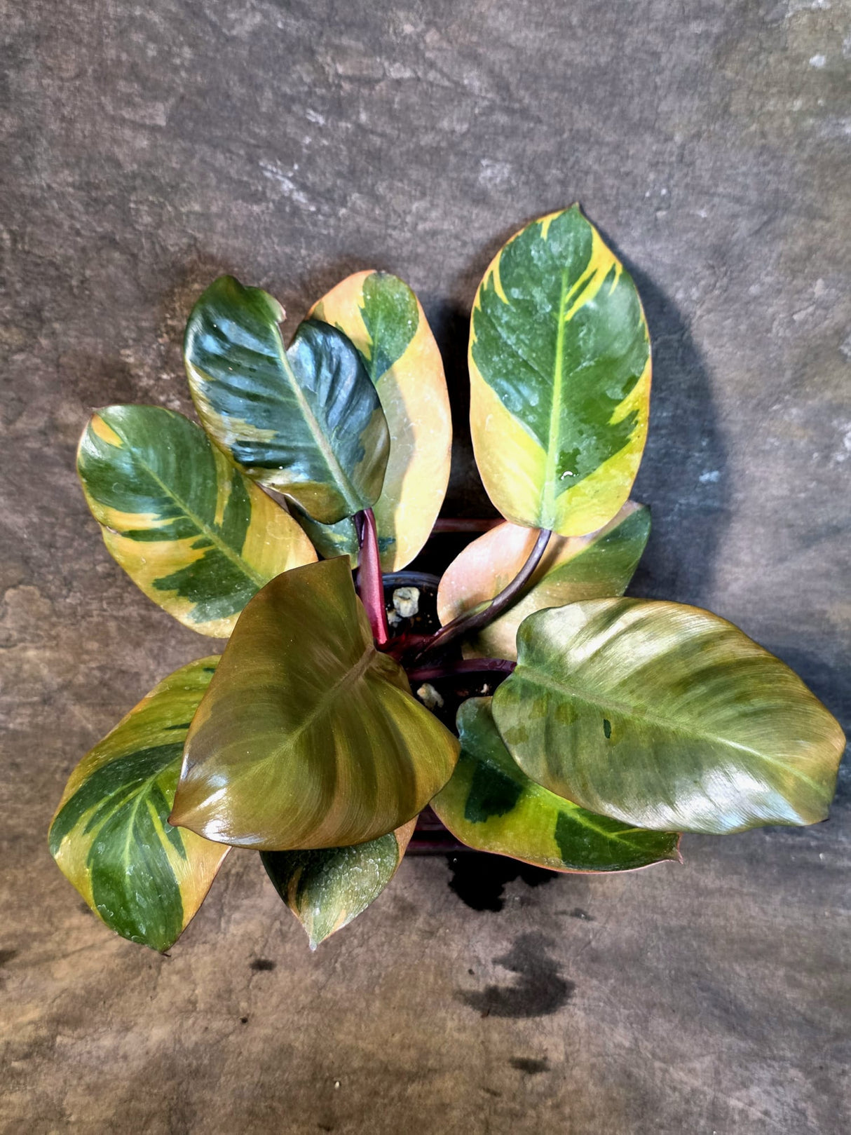 Variegated Black Cardinal Philodendron - Exact Plant - (July-14-21)