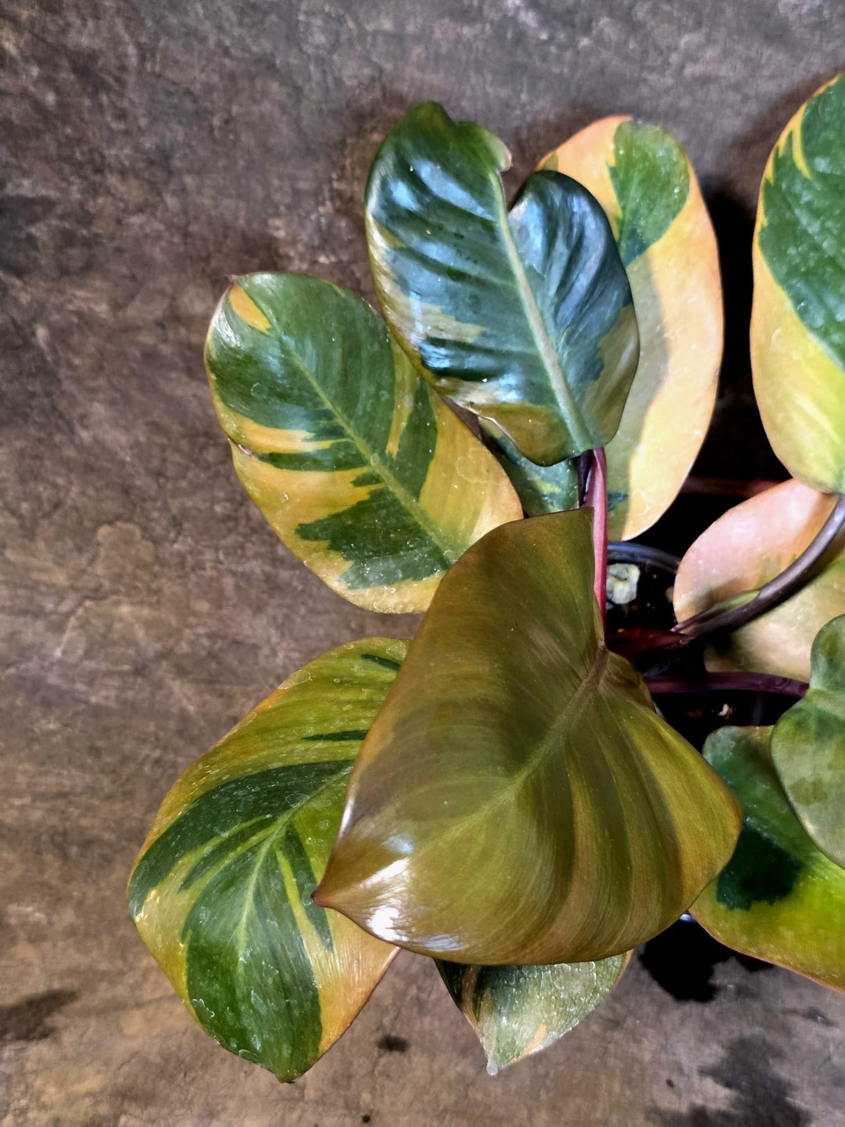 Variegated Black Cardinal Philodendron - Exact Plant - (July-14-21)