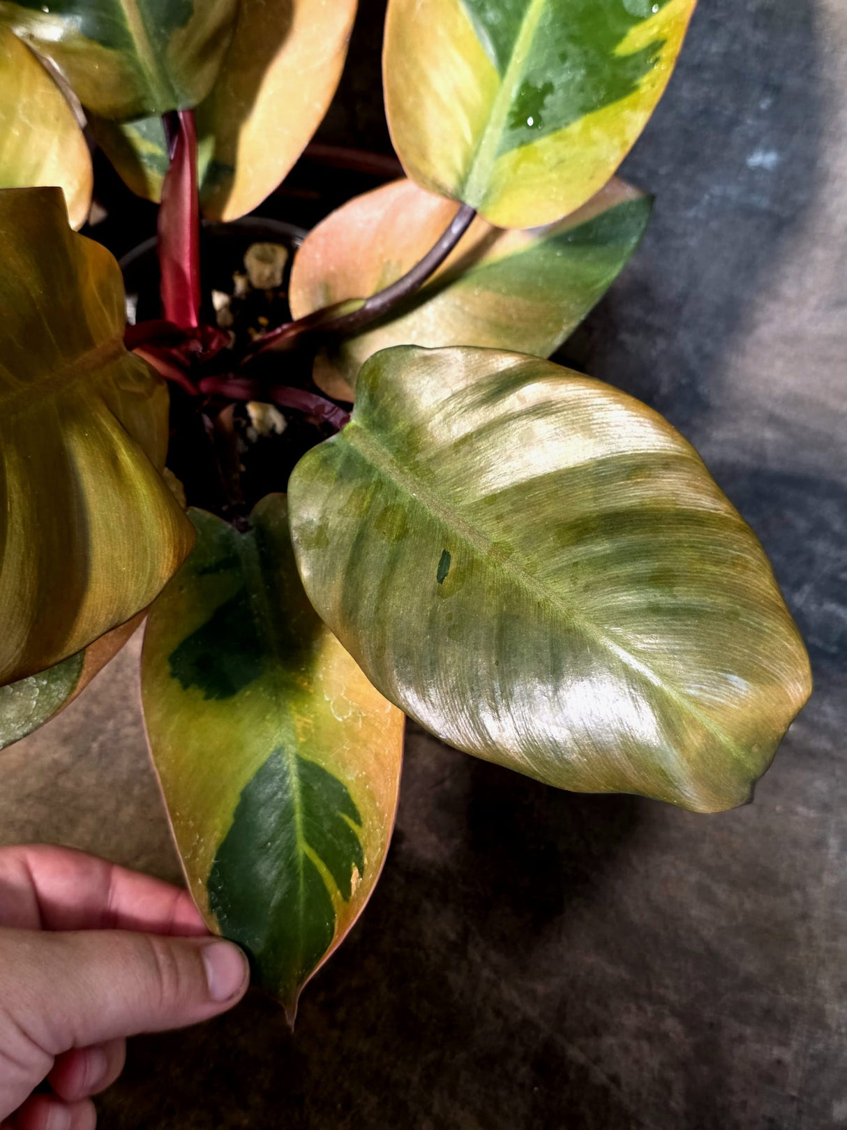 Variegated Black Cardinal Philodendron - Exact Plant - (July-14-21)