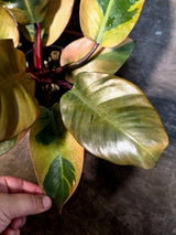 Variegated Black Cardinal Philodendron - Exact Plant - (July-14-21)