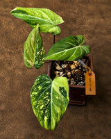 Philodendron Gloriosum Tricolor Plant - Velvet Leaf Collector Plant - (July-13-48)