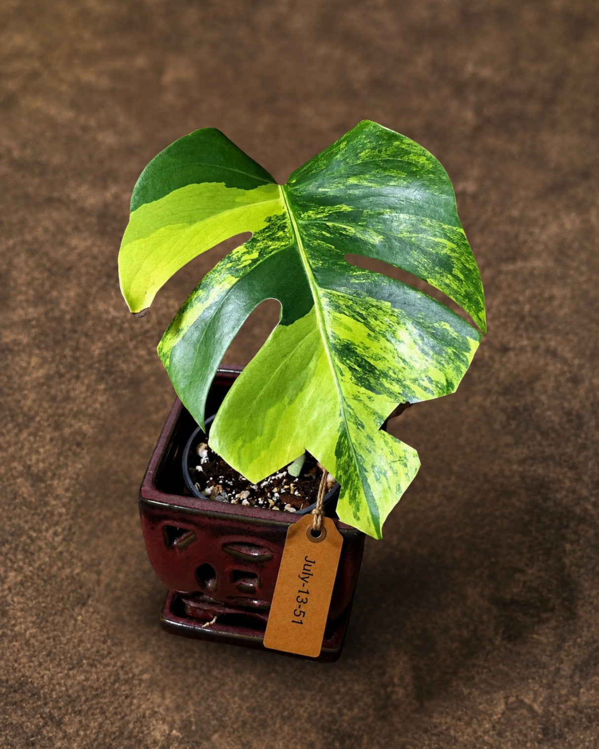Monstera Borsigiana Aurea Variegated - Exact Rare Plants (July-13-51)