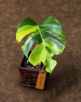Monstera Borsigiana Aurea Variegated - Exact Rare Plants (July-13-51)