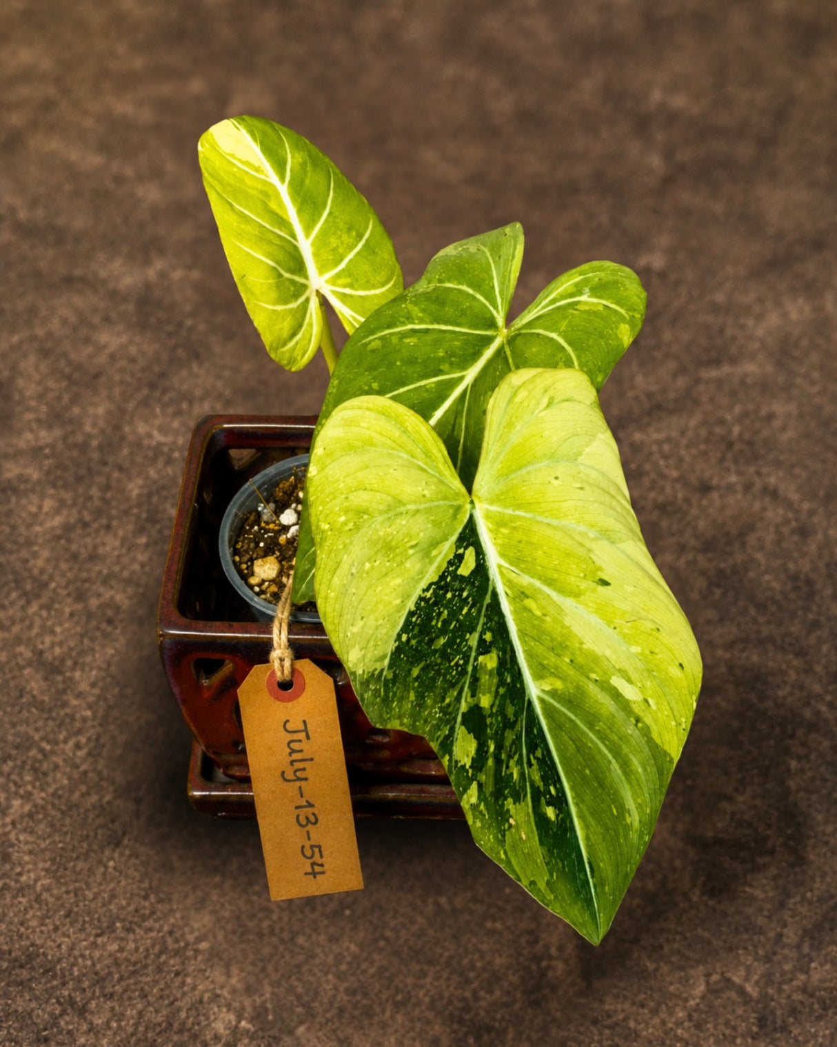 Philodendron Gloriosum Tricolor Plant - Velvet Leaf Collector Plant - (July-13-54)