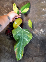 Variegated Philodendron Strawberry Shake Live Plant - (July-14-22)