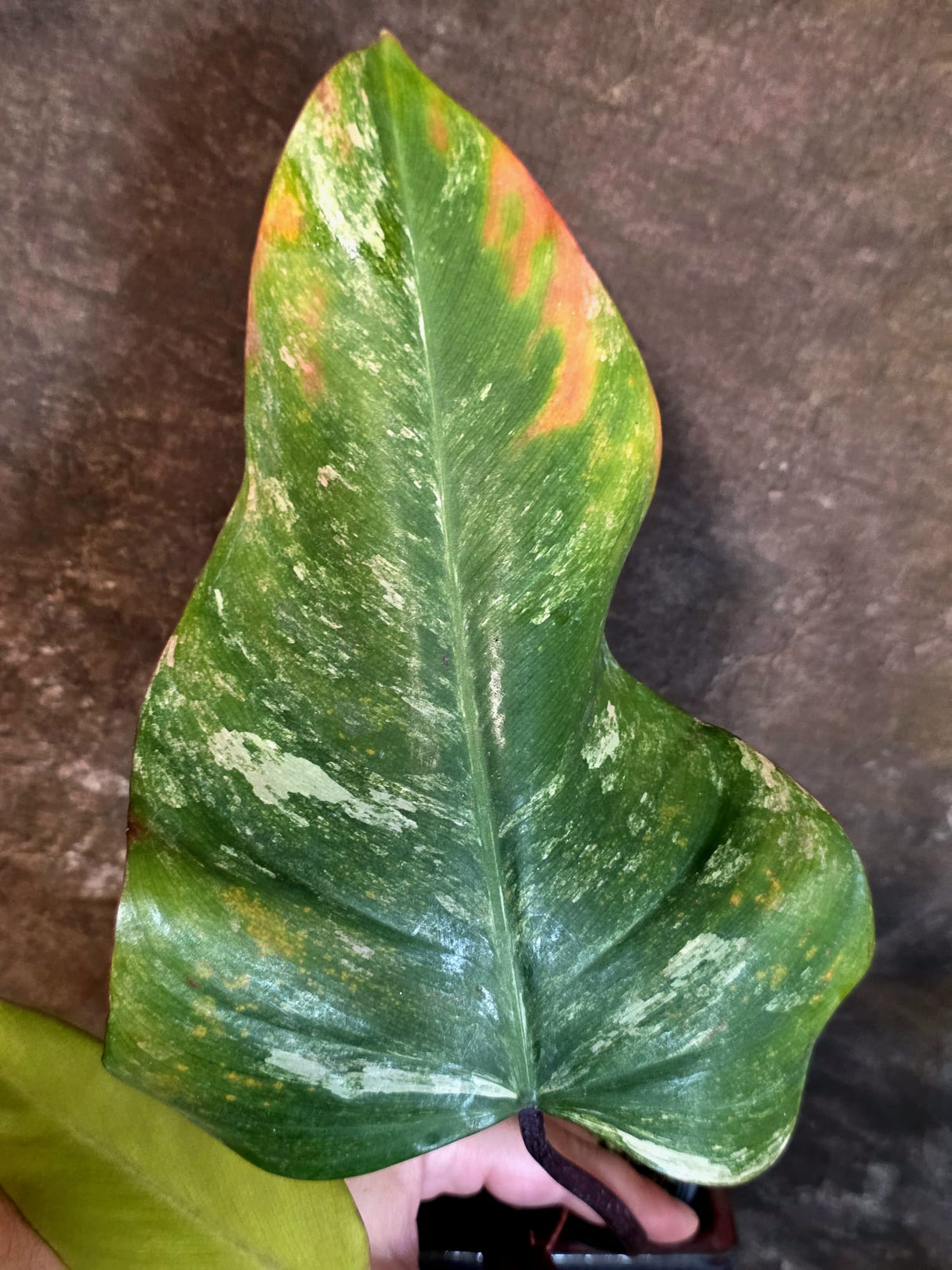 Variegated Philodendron Strawberry Shake Live Plant - (July-14-22)