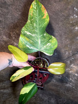 Variegated Philodendron Strawberry Shake Live Plant - (July-14-22)