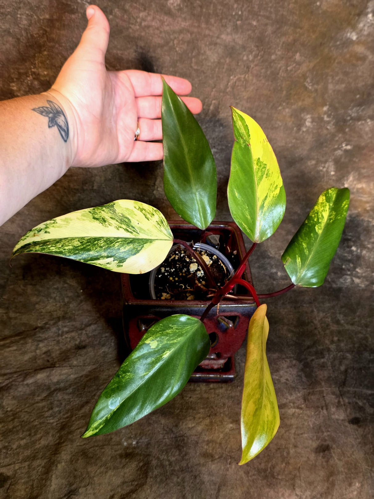 Variegated Philodendron Strawberry Shake Live Plant - (July-14-23)