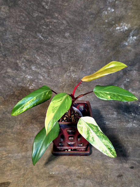 Variegated Philodendron Strawberry Shake Live Plant - (July-14-23)