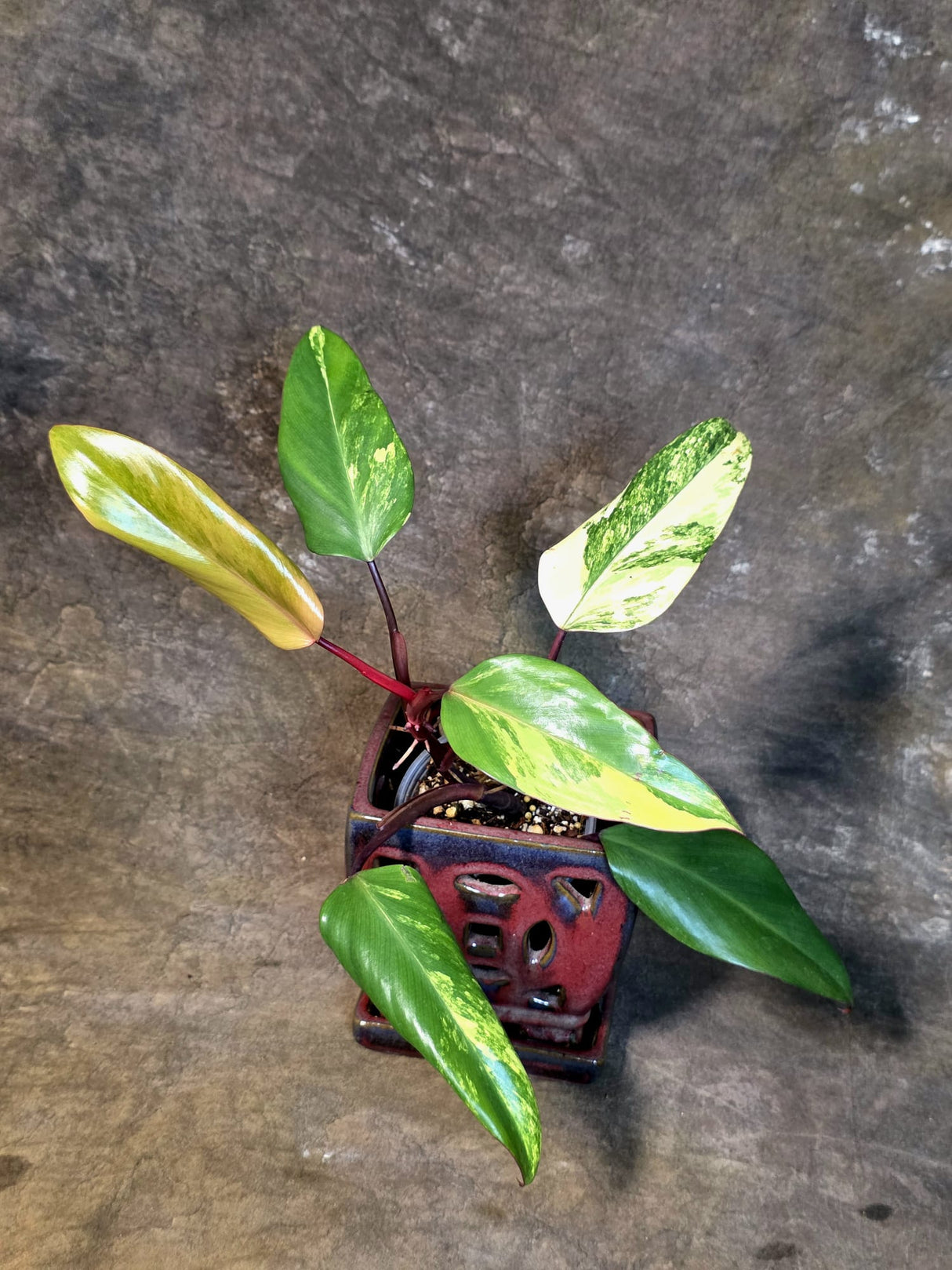 Variegated Philodendron Strawberry Shake Live Plant - (July-14-23)
