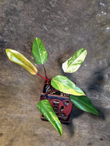 Variegated Philodendron Strawberry Shake Live Plant - (July-14-23)