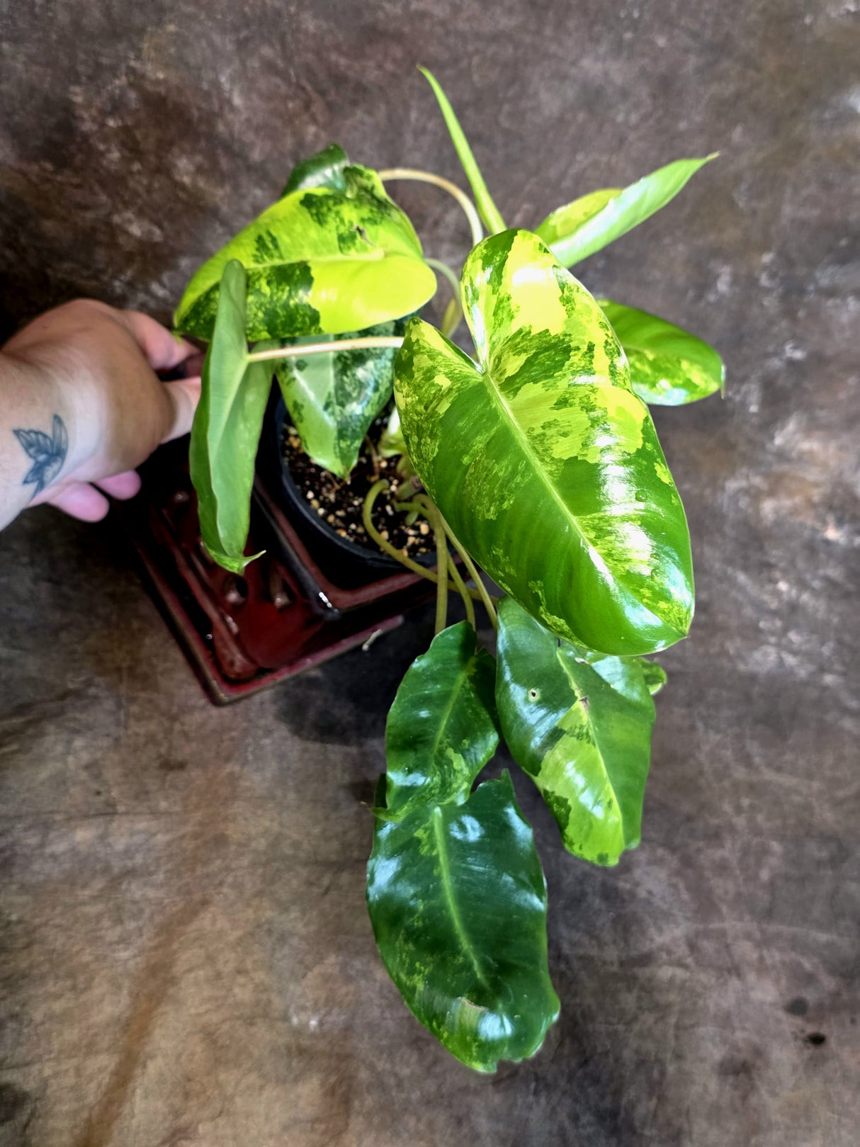 Variegated Burle Marx Philodendron - Rare Aroid - US Seller (July-14-25)