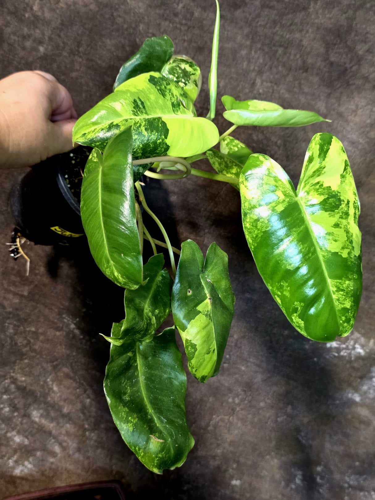Variegated Burle Marx Philodendron - Rare Aroid - US Seller (July-14-25)
