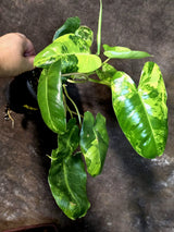 Variegated Burle Marx Philodendron - Rare Aroid - US Seller (July-14-25)