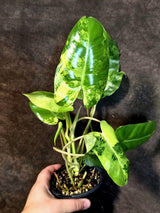 Variegated Burle Marx Philodendron - Rare Aroid - US Seller (July-14-25)