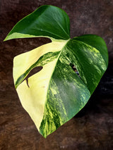Monstera Aurea Variegated Borsigiana - Exact Plant - (July-14-26)