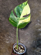 Monstera Aurea Variegated Borsigiana - Exact Plant - (July-14-26)