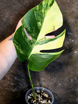 Monstera Aurea Variegated Borsigiana - Exact Plant - (July-14-26)