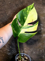 Monstera Aurea Variegated Borsigiana - Exact Plant - (July-14-26)