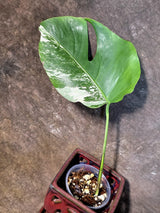 Variegated Monstera Albo - White Monstera - US Seller (July-14-27)