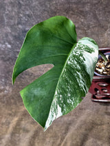 Variegated Monstera Albo - White Monstera - US Seller (July-14-27)