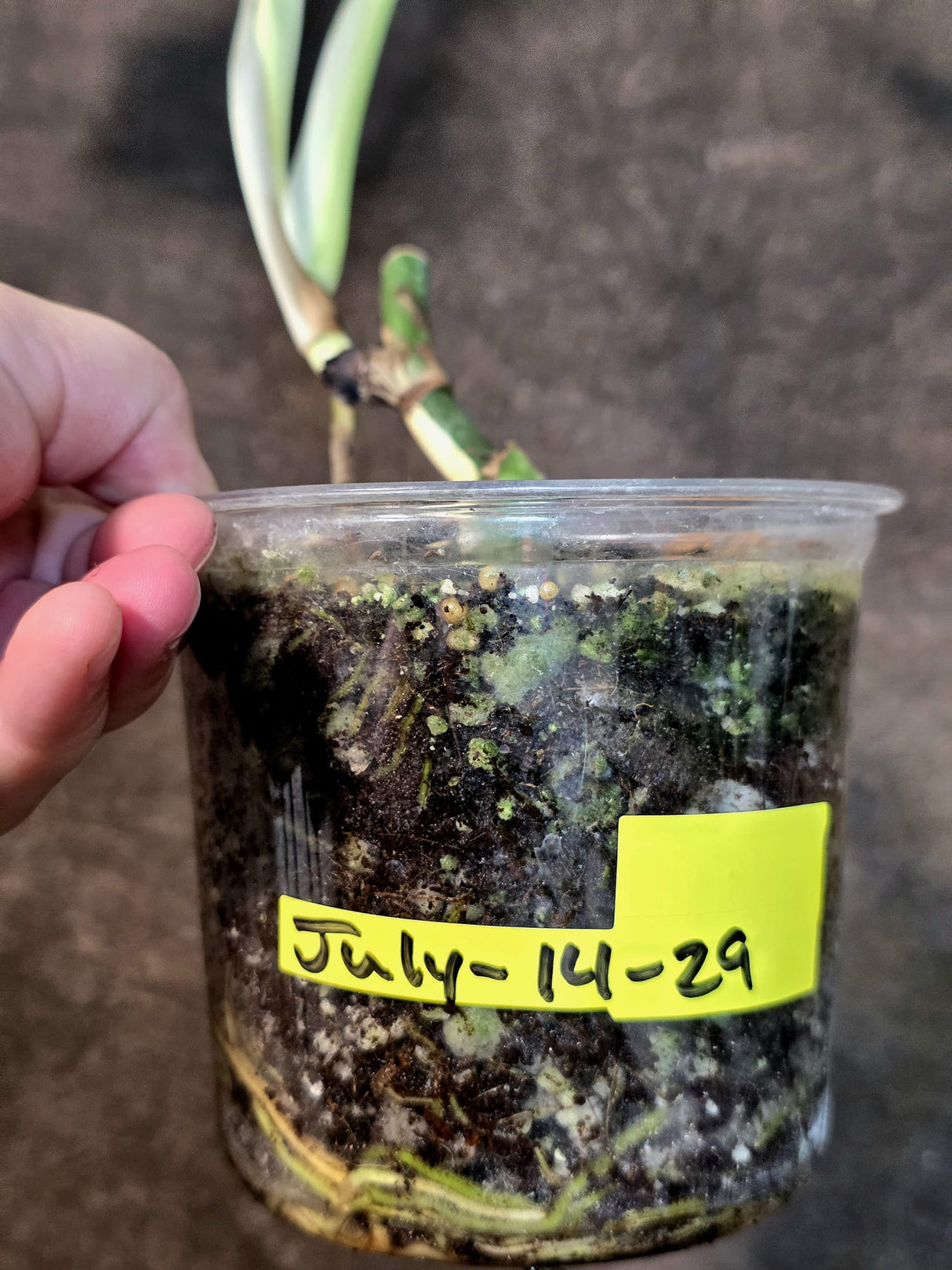 Variegated Monstera Albo - White Monstera - US Seller (July-14-29)