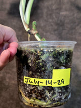 Variegated Monstera Albo - White Monstera - US Seller (July-14-29)
