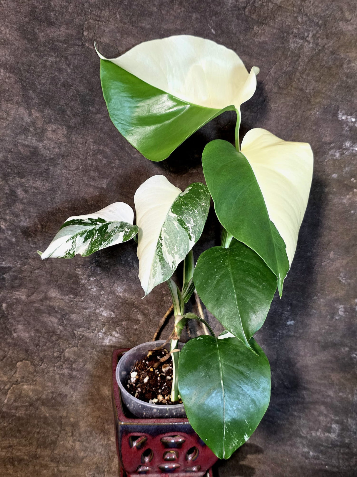 Variegated Monstera Albo - White Monstera - US Seller (July-14-30)