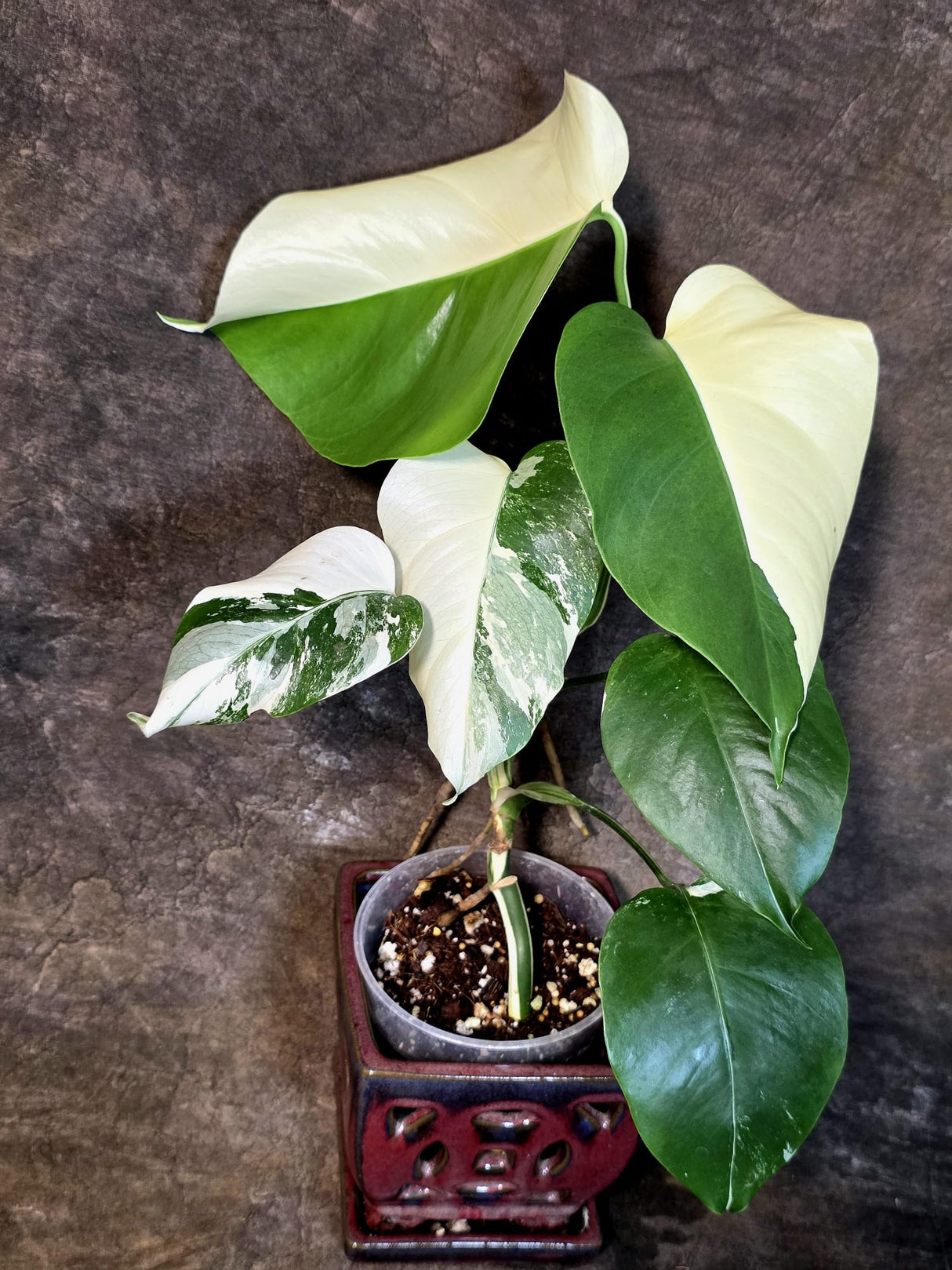 Variegated Monstera Albo - White Monstera - US Seller (July-14-30)