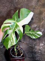 Variegated Monstera Albo - White Monstera - US Seller (July-14-28)