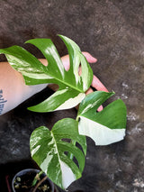 Variegated Monstera Albo - White Monstera - US Seller (July-14-28)