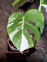 Variegated Monstera Albo - White Monstera - US Seller (July-14-28)