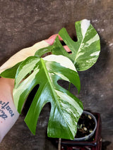 Variegated Monstera Albo - White Monstera - US Seller (July-14-28)