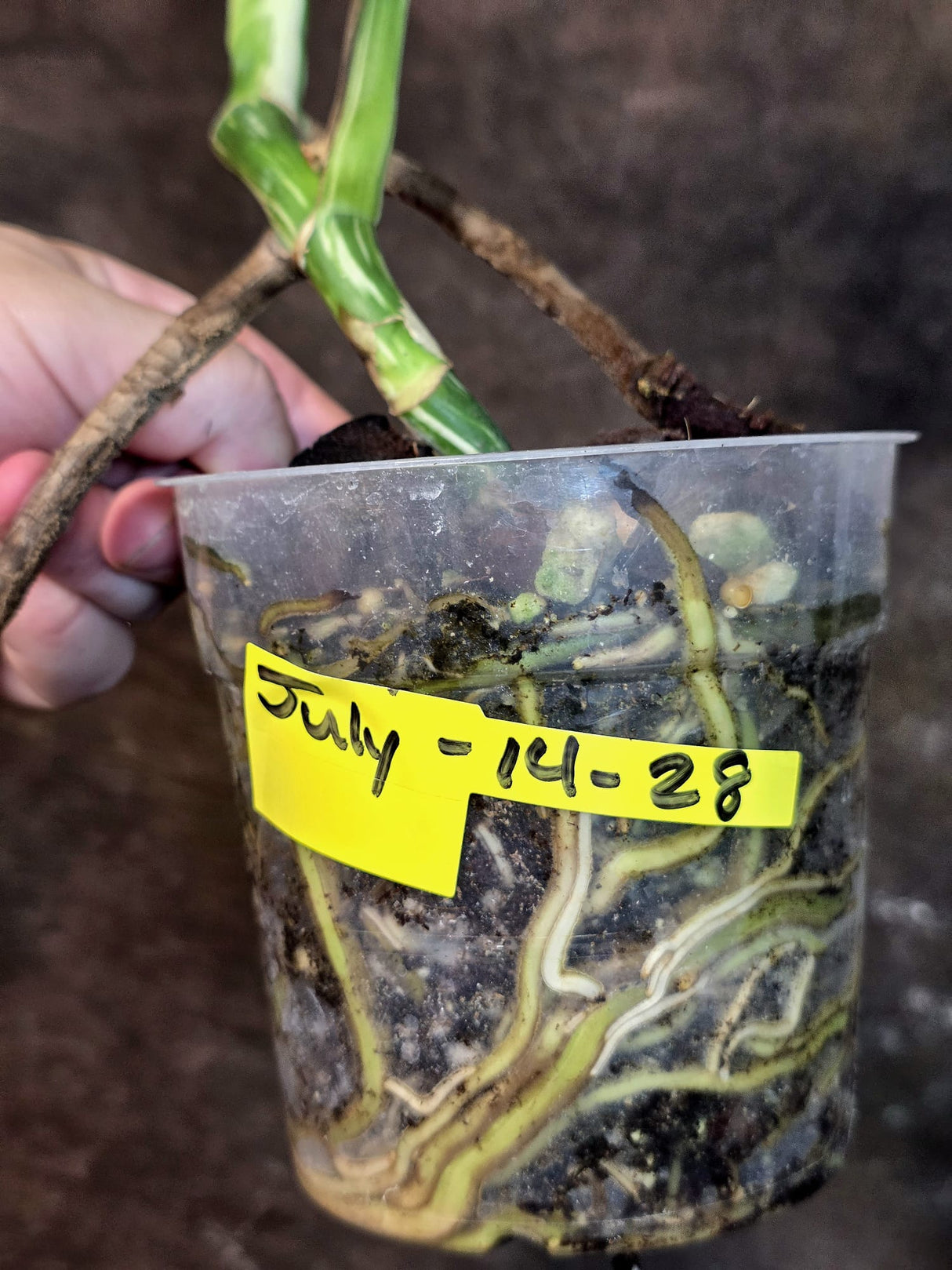 Variegated Monstera Albo - White Monstera - US Seller (July-14-28)