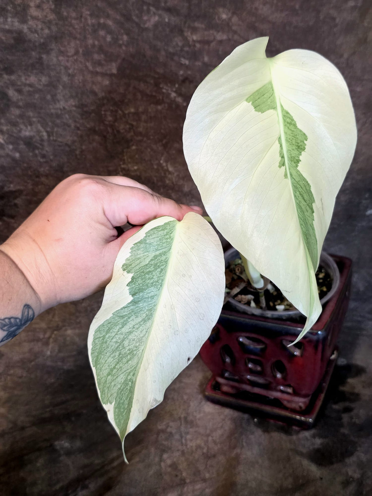 Variegated Monstera Albo - White Monstera - US Seller (July-14-29)