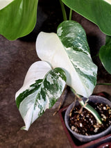 Variegated Monstera Albo - White Monstera - US Seller (July-14-30)