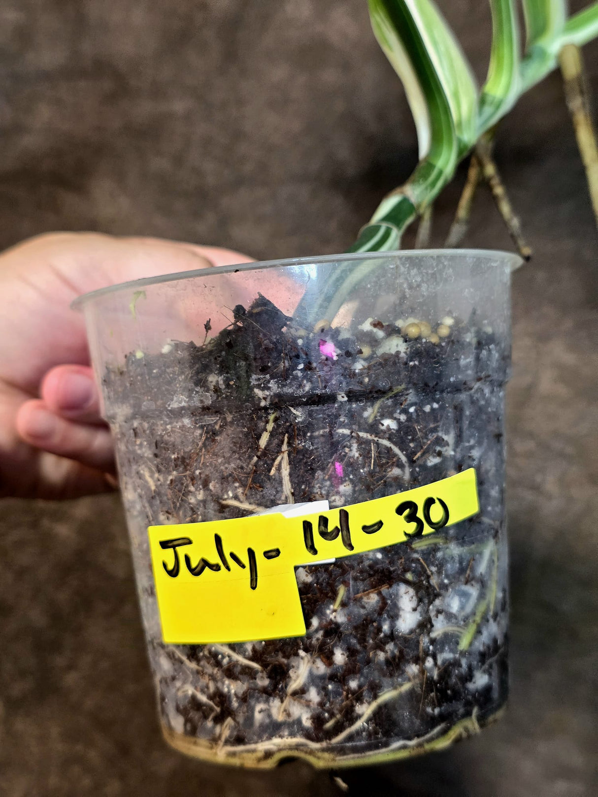 Variegated Monstera Albo - White Monstera - US Seller (July-14-30)