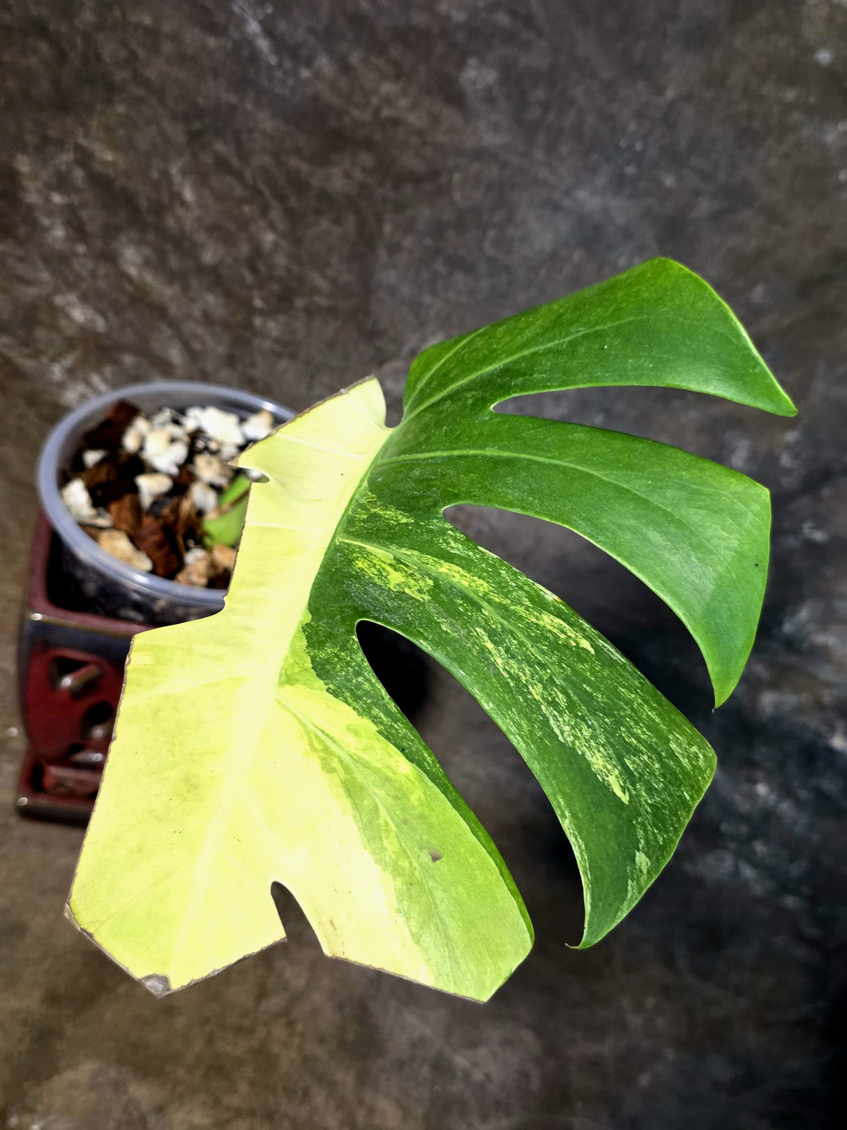 Monstera Aurea Variegated Borsigiana - Exact Plant - (July-14-33)