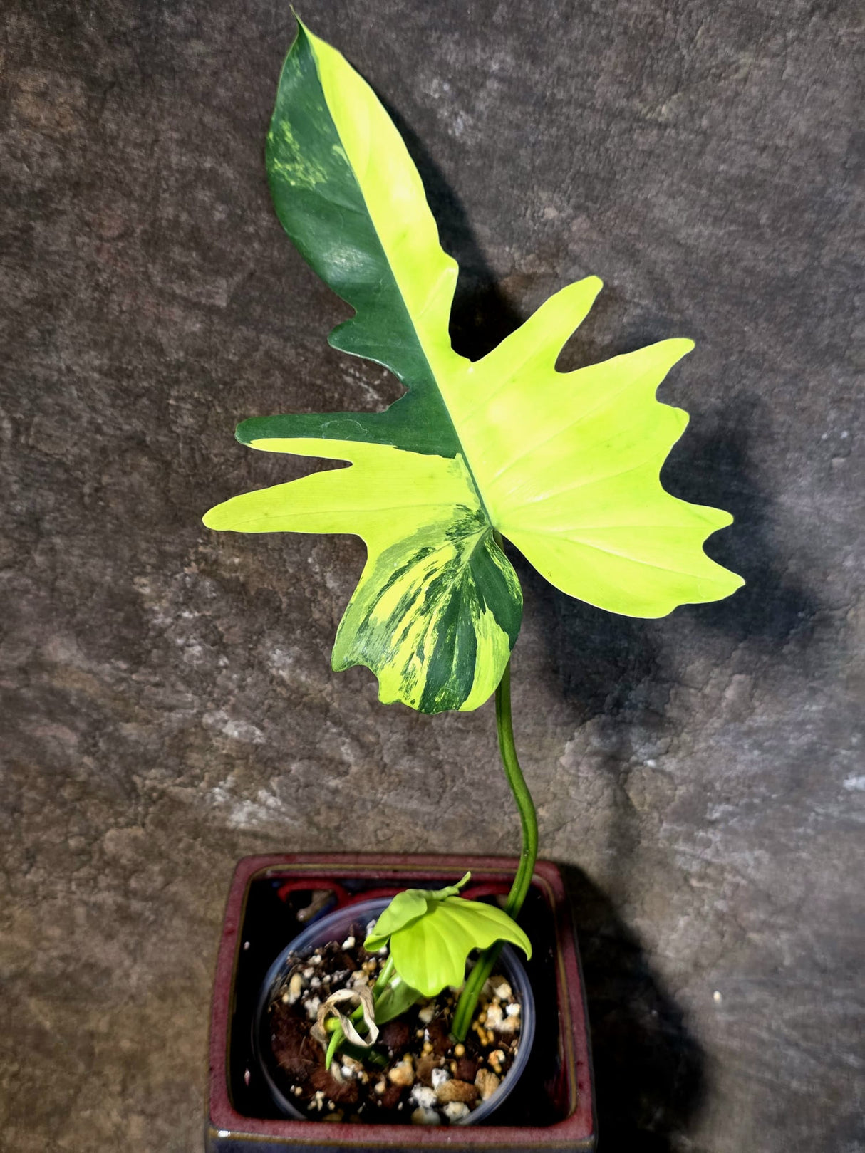 Variegated Philodendron Florida Beauty x Mayoi - (July-14-35)