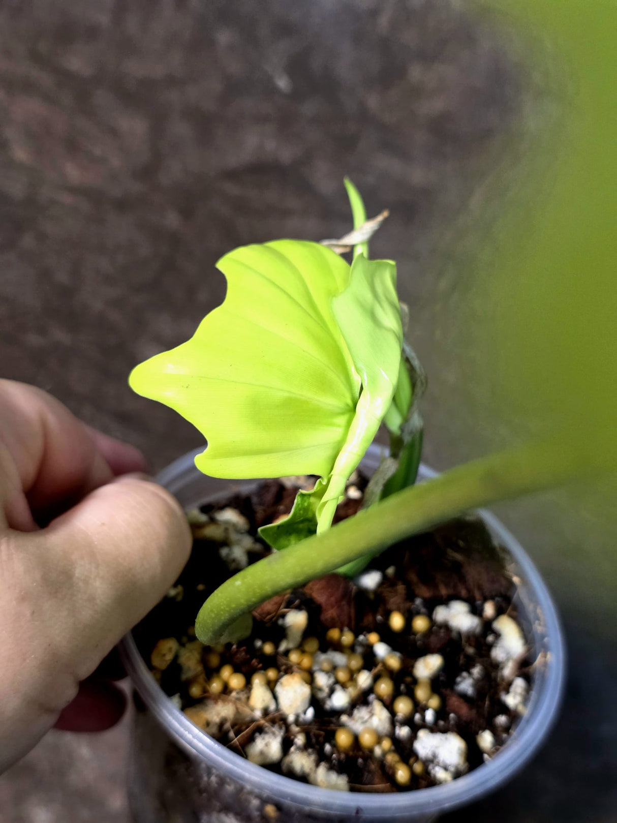 Variegated Philodendron Florida Beauty x Mayoi - (July-14-35)