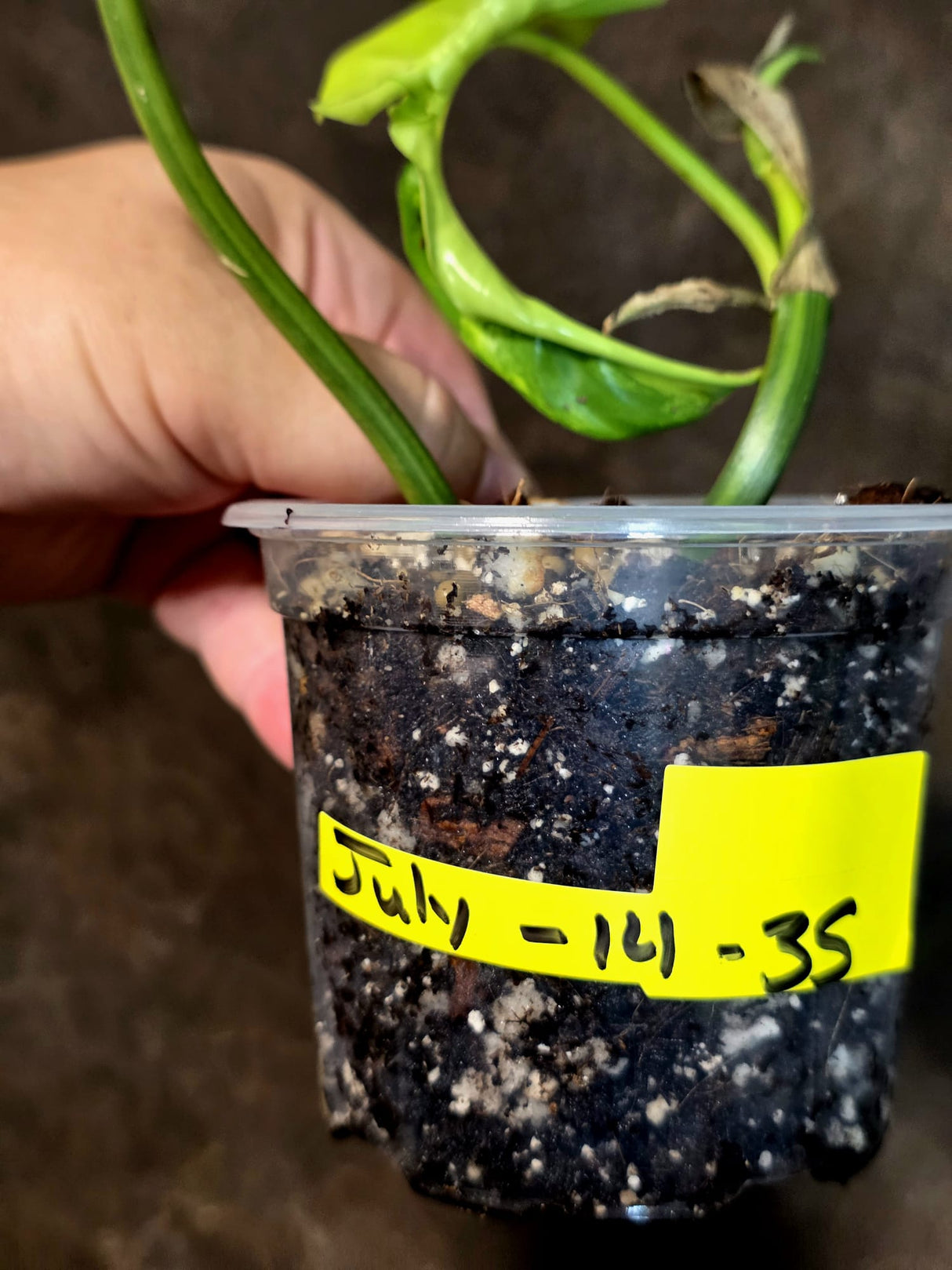 Variegated Philodendron Florida Beauty x Mayoi - (July-14-35)